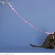 Illustration for article titled So You Want to Leash-Train Your Kitty...